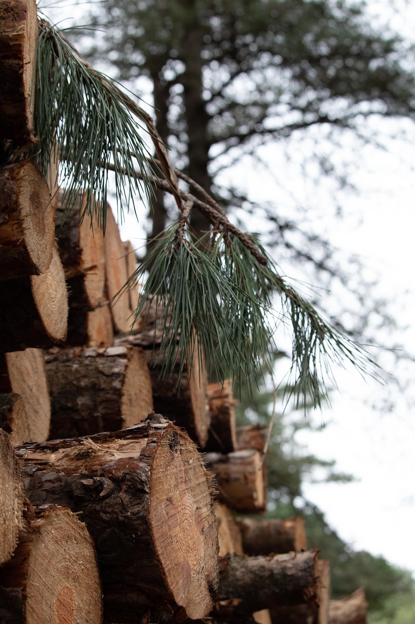 Southern Yellow Pine logs stacked for export